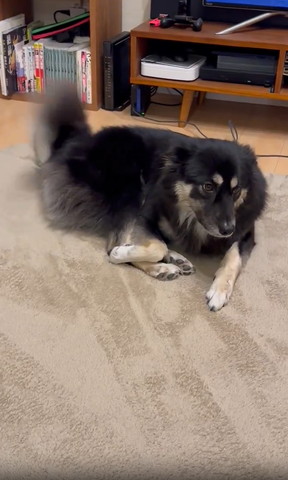 しっぽ振って右側見てるワンコ