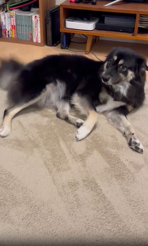 お腹見せてるワンコ