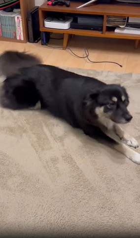 伏せしてるワンコ