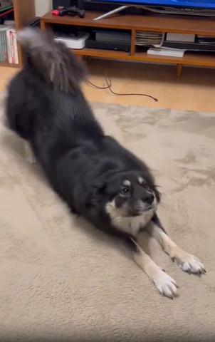 ストレッチワンコ