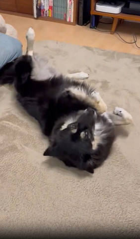 おなか見せてるワンコ