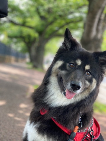 遠く見てるワンコ