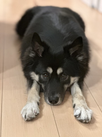 前足伸ばすワンコカメラ目線