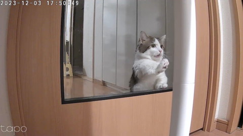 ガラスに手を伸ばす猫ちゃん遠く