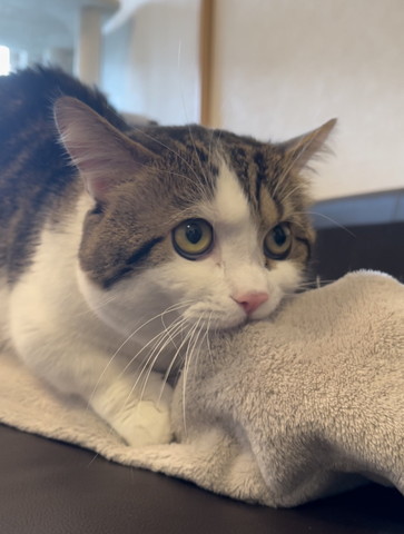 洋服くわえてる猫