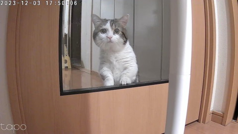 ガラスの向こうでカメラ目線猫遠く