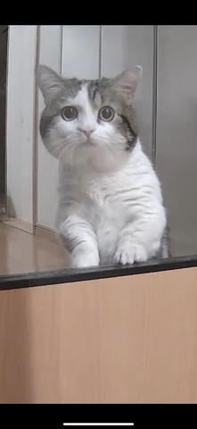 ガラスの向こうでカメラ目線アップ