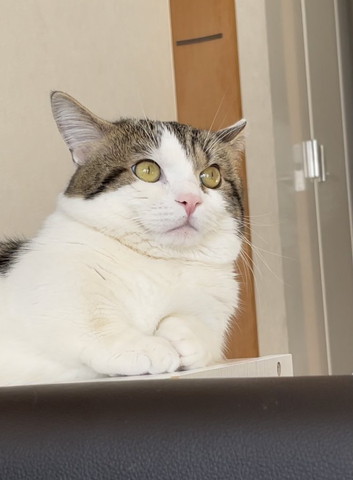 おててそろえて上見てる猫ちゃん