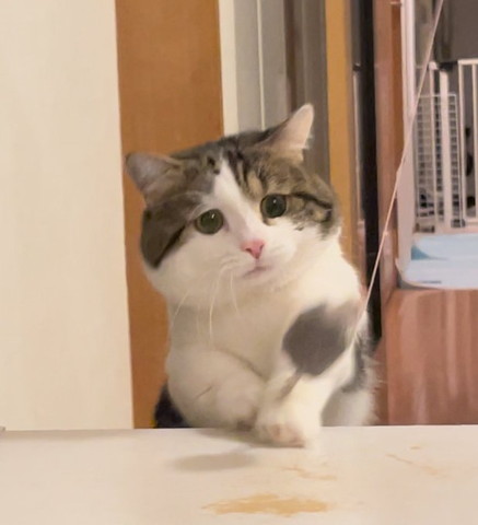 タレ目で遊ぶ猫