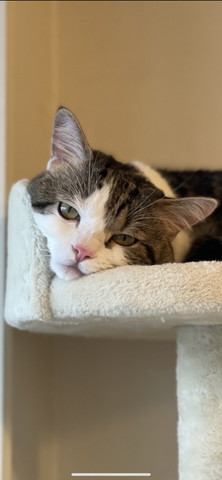 キャットタワーにいる猫ちゃん