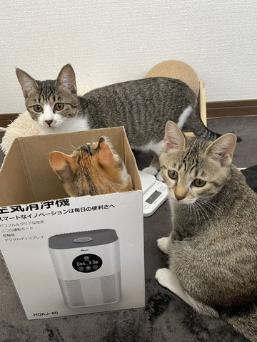 箱に集まる猫