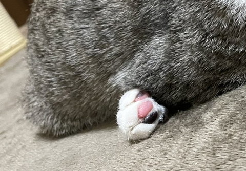 足のトリミング