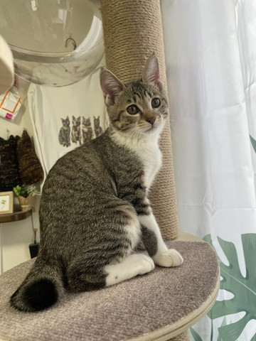 キャットタワー猫