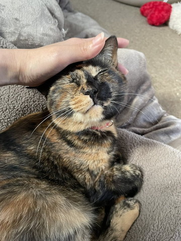 なでられる猫