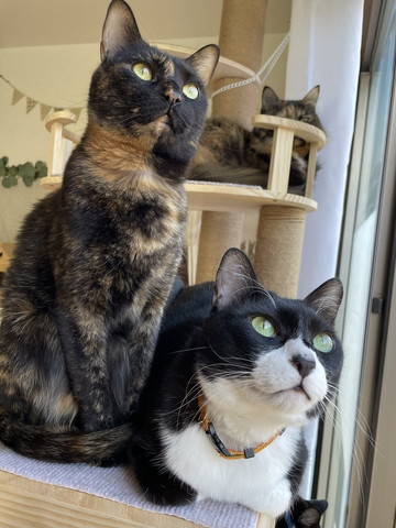 外眺める猫たち