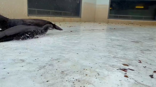 滑るアシカ