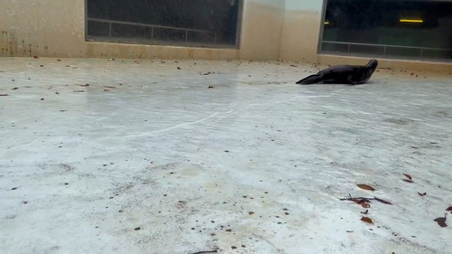 止まったアシカ