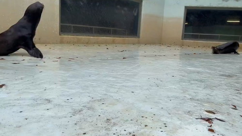 向き合うアシカ