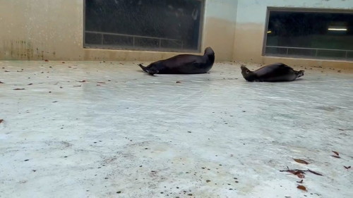 交差するアシカ