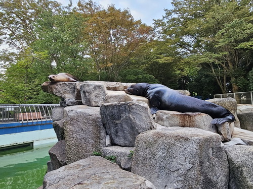 寝ているアシカ