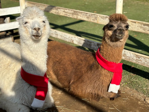 マフラーを巻いたアルパカ