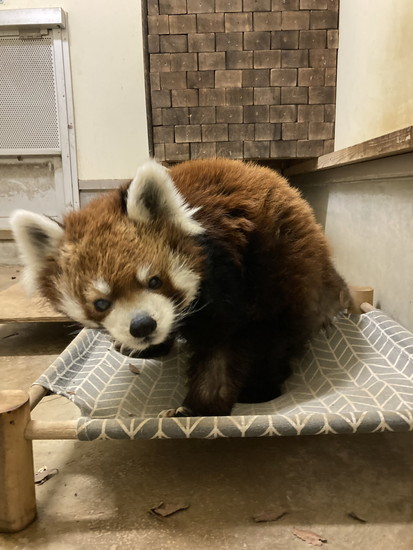 座ったレッサーパンダ