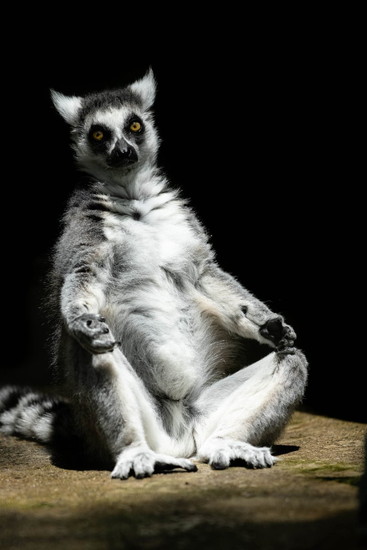 日光浴するサル