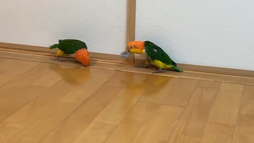 驚くインコ