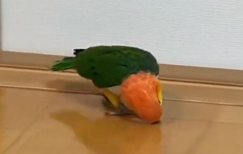 走るインコ