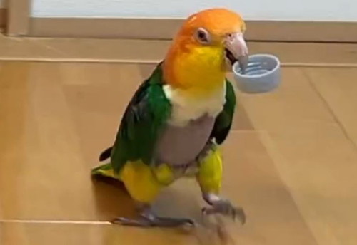 逃げるインコ