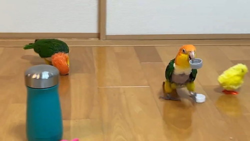 走るインコ