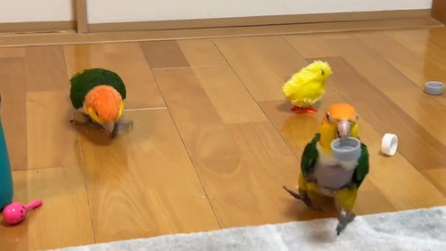 追いかけっこするインコ