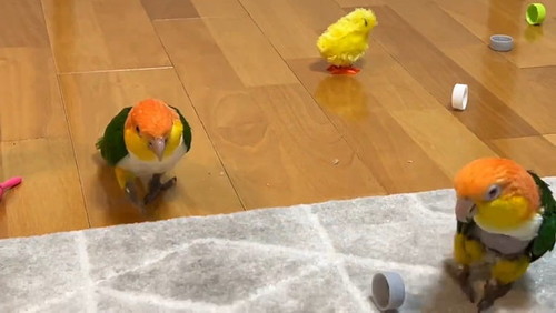 止まったインコ