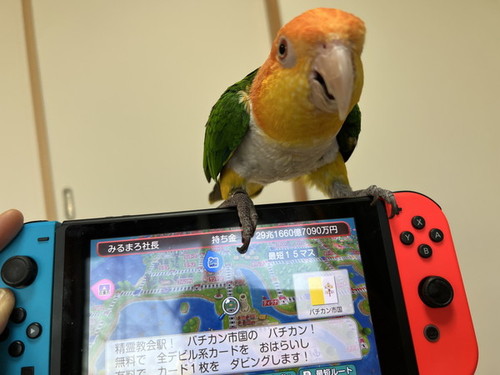 ゲーム機にのったインコ