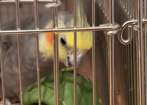 葉を食べるインコ