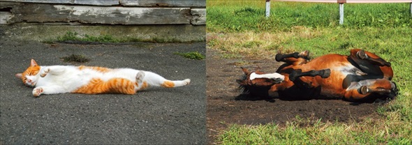 ボス猫メトとメイショウドトウ