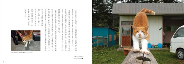 ボス猫メトとメイショウドトウ