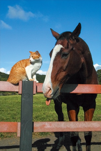 ボス猫メトとメイショウドトウ