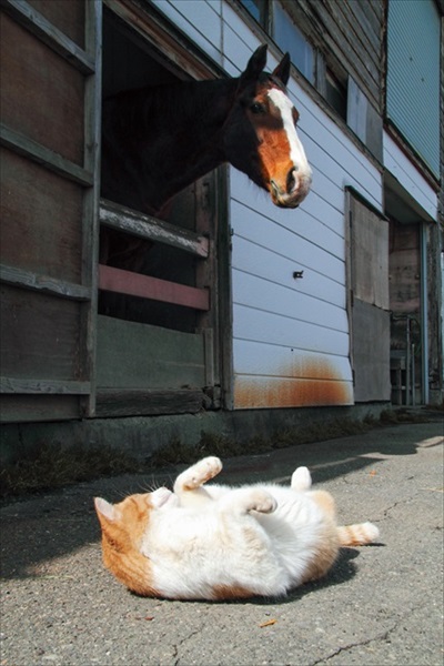 ボス猫メトとメイショウドトウ