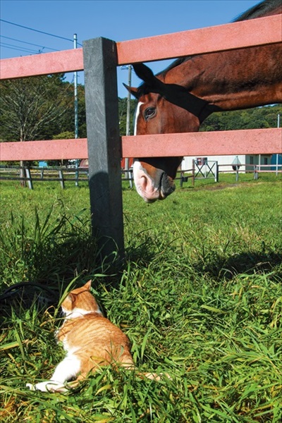 ボス猫メトとメイショウドトウ