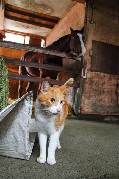 ボス猫メトとメイショウドトウ