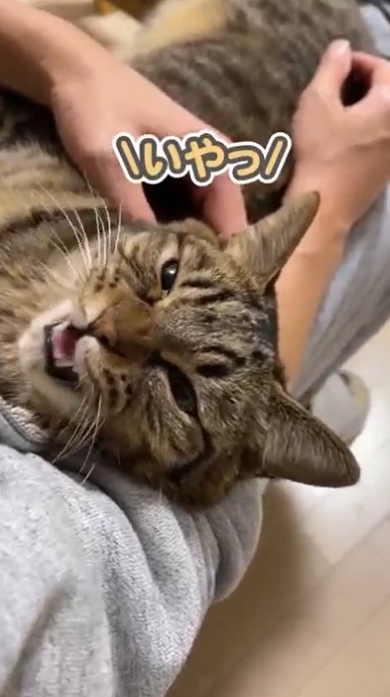 飼い主とおしゃべりする猫