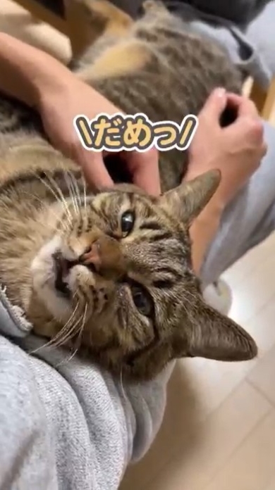 話しかけると返事をする猫