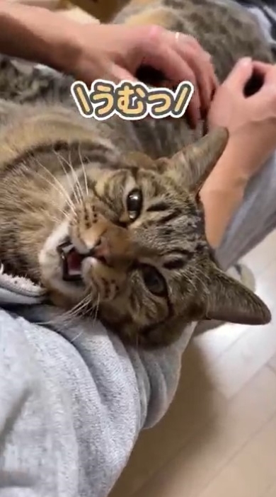 「ニャン」と鳴く猫