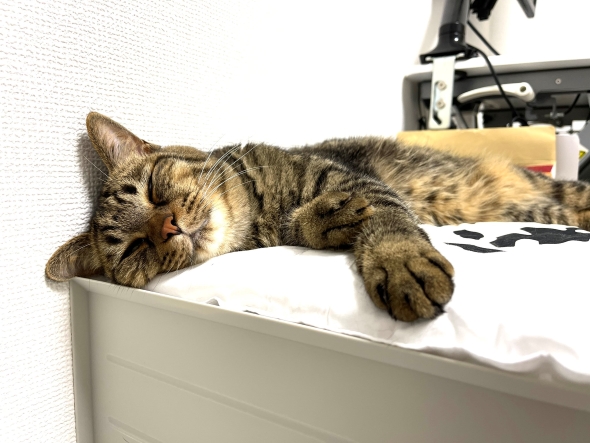 ぐっすり眠る猫