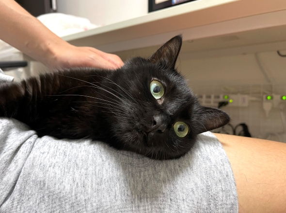 膝の上でくつろぐ猫