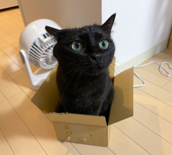 段ボールに入った猫