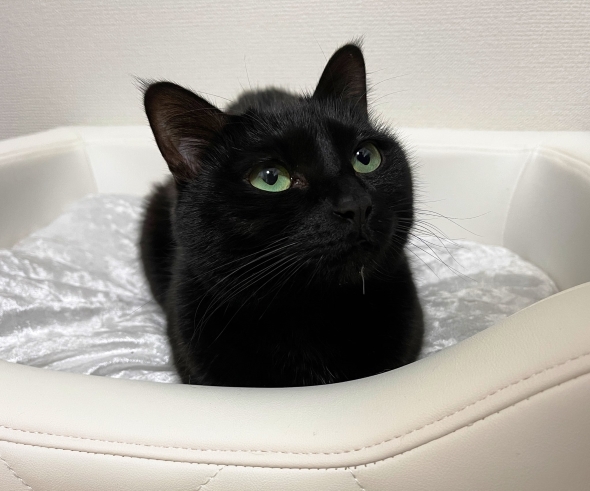 毛並みが美しい猫