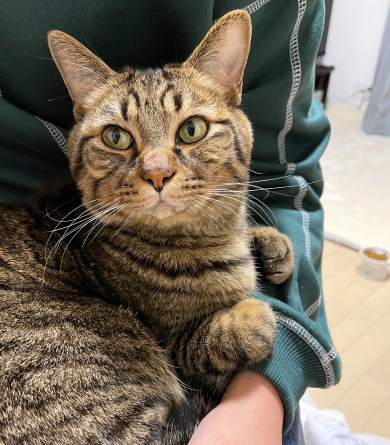 飼い主に抱っこされた猫