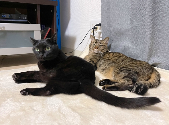 並んで座る猫